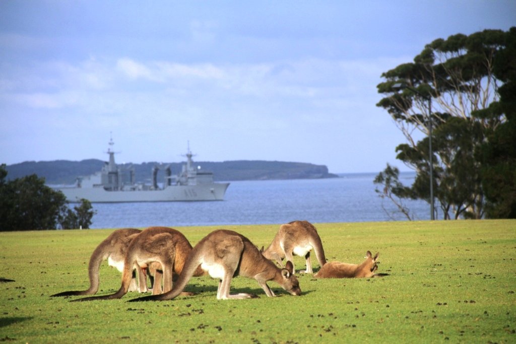 canguros en frente de la costa australiana