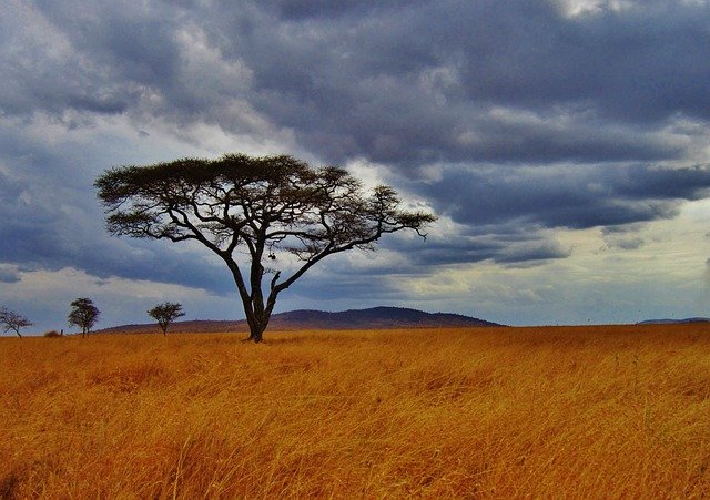 acacia africa