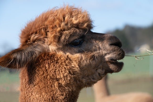 LLama