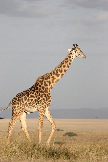 Jirafa en Africa