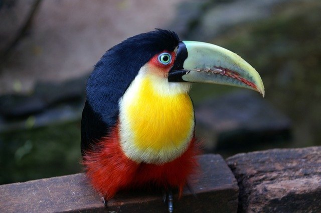 Tucan