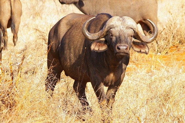 bufalo