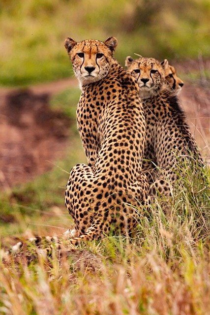 leopardo africa