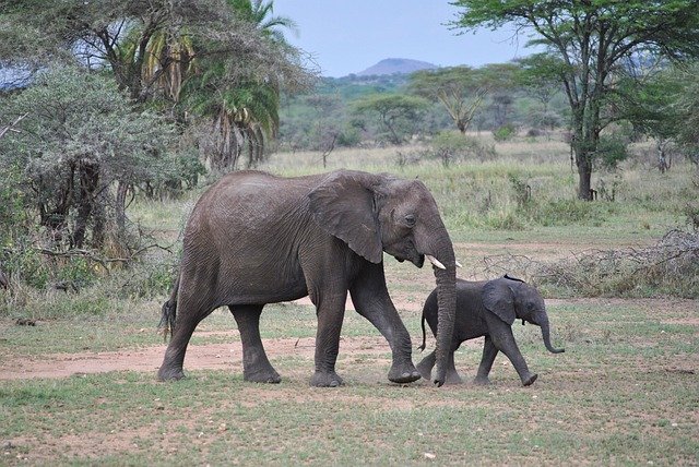 elefante