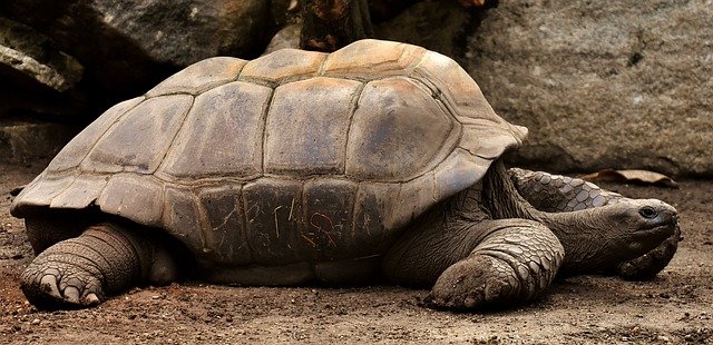 tortuga galapagos