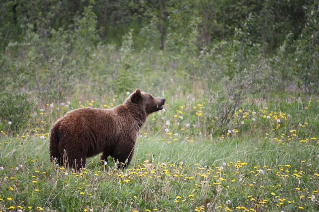 Foto de un oso de el Parque Nacional de los Lagos de Plitvice