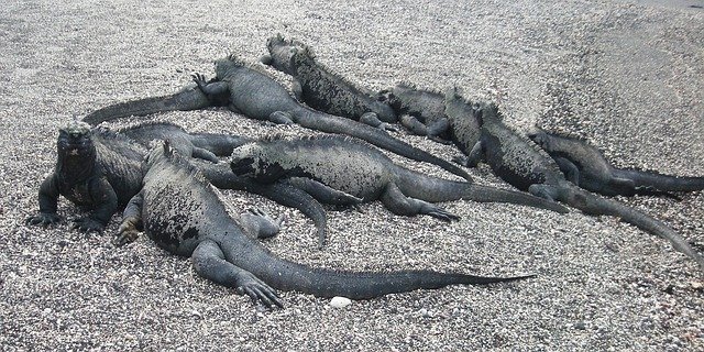 iguana galapagos