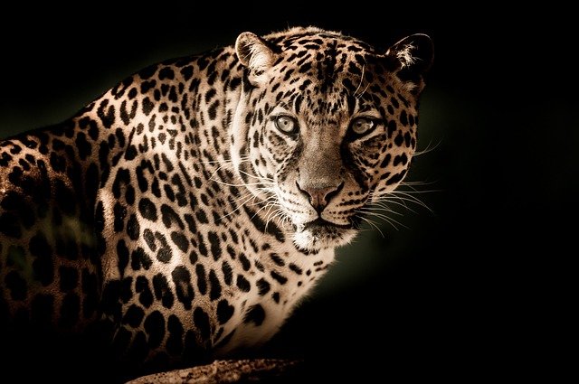 leopardo africa