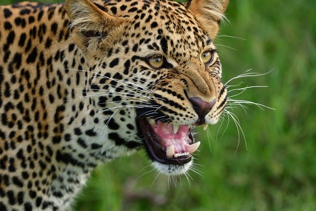 leopardo