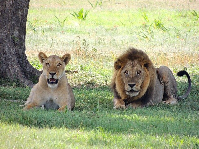 leones