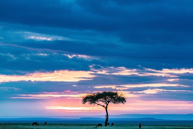 Kenia Masai Mara