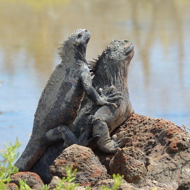 iguanas galapagos