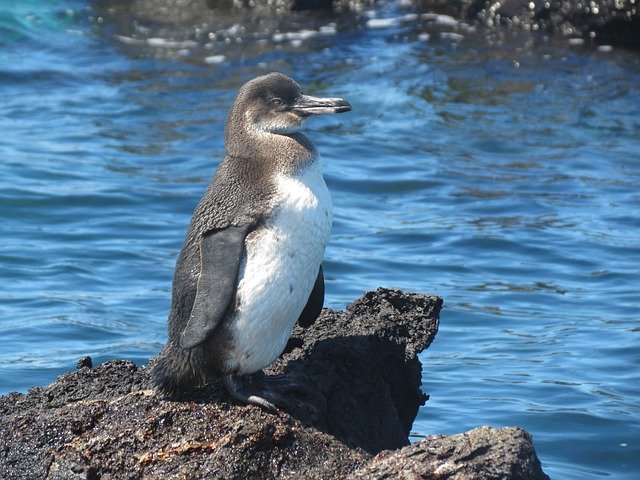 pinguino galapagos