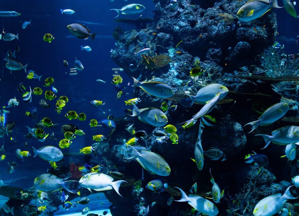 Acuario de Dubrovnik