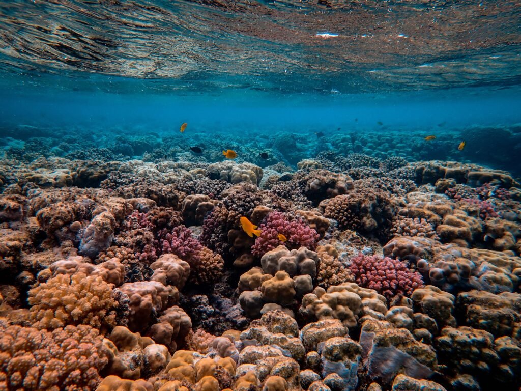 Un arrecife de coral con peces tropicales