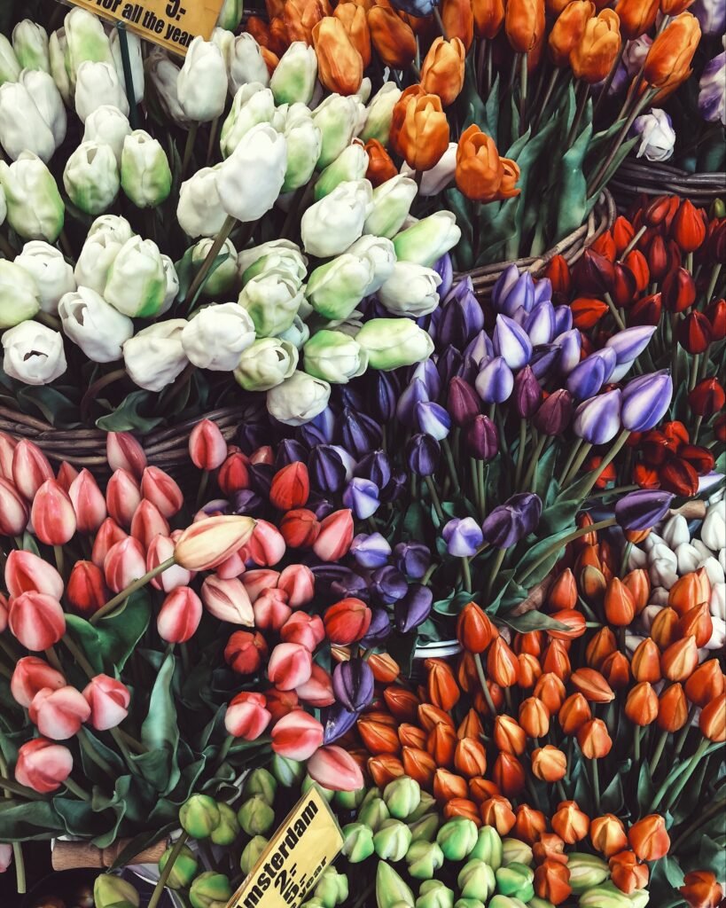 Amsterdam y los tulipanes