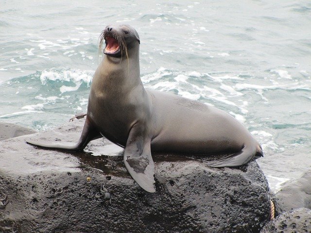 foca galapagos