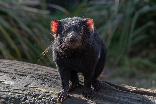 demonio de tasmania