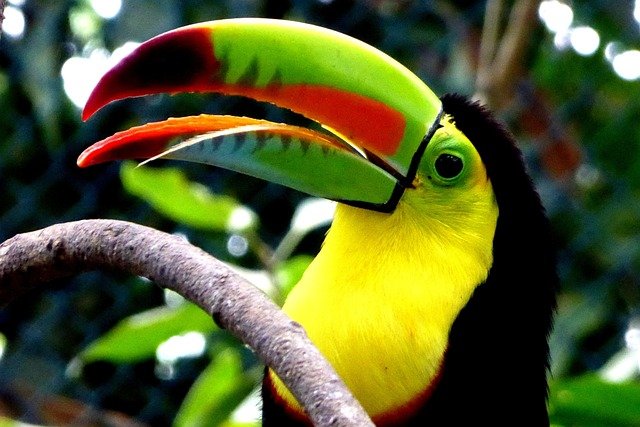 Tucan