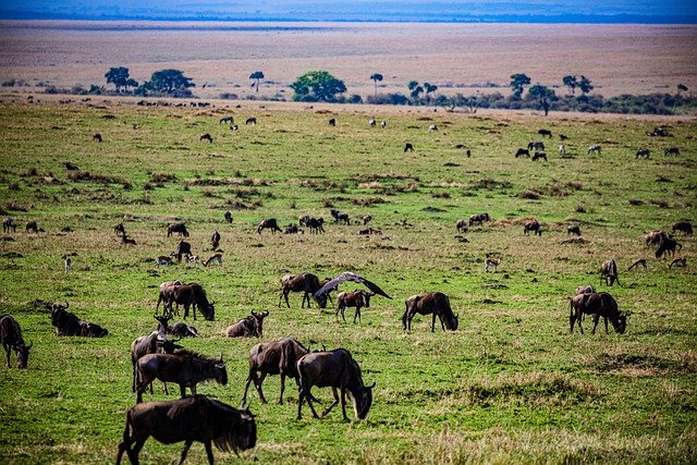 ñus africa