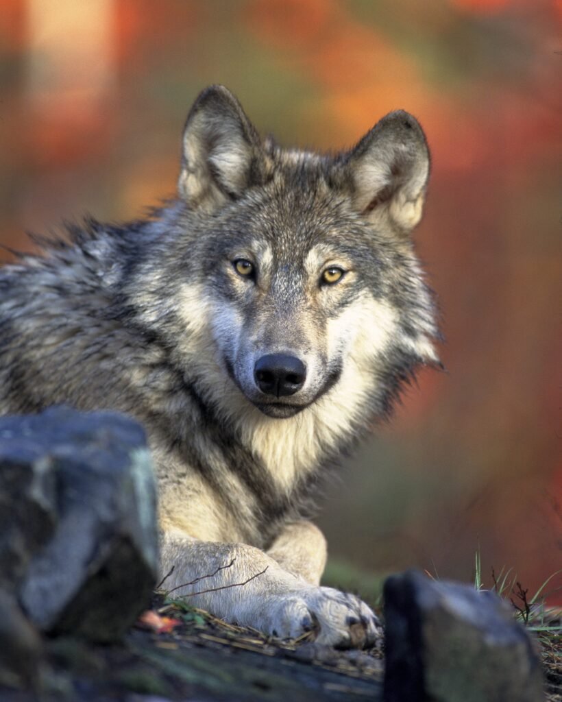 Foto de un lobo de elParque Nacional de los Lagos de Plitvice