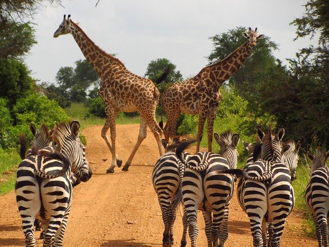 Jirafas y cebras en Tanzania