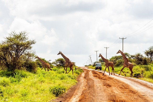 jirafas en un sáfari de áfrica