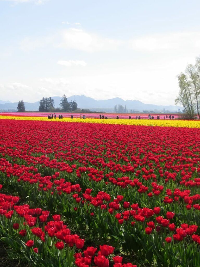 Campos de tulipanes