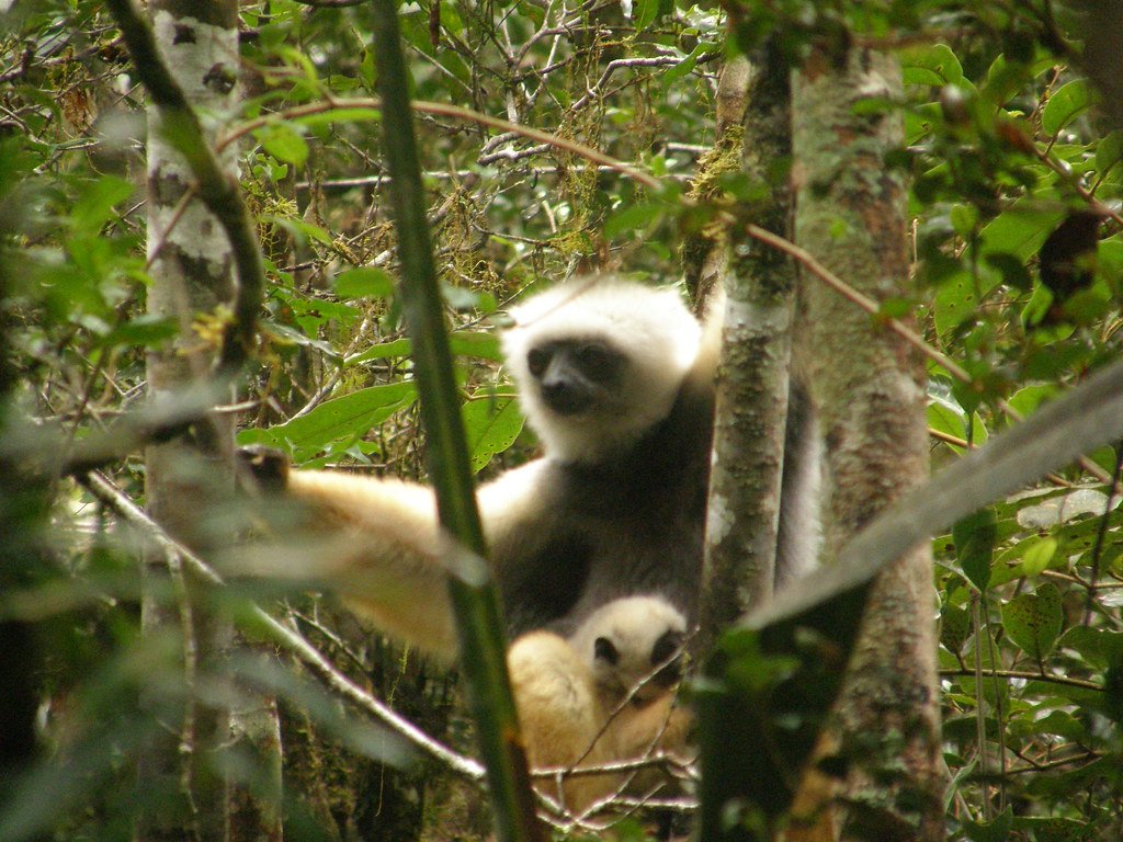 Animal en un bosque