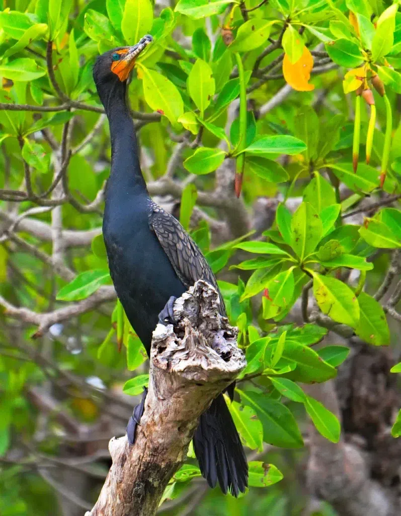 pájaro en un bosque