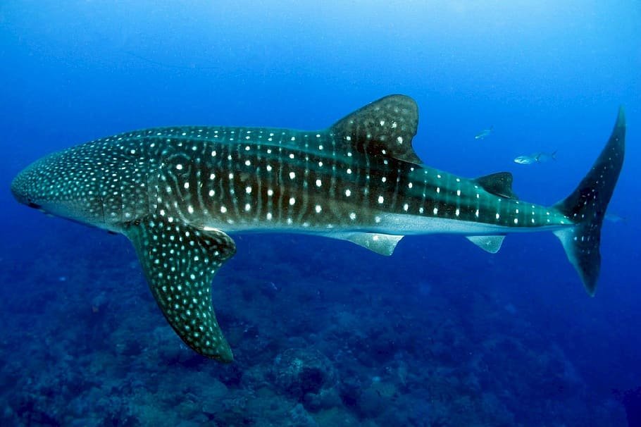 Tiburón ballena