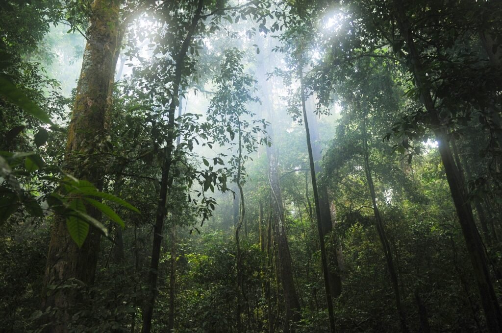 Bosque tropical africano